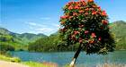 Flame of the forest blooming on the shore of Maddupatti lake, Munnar, India